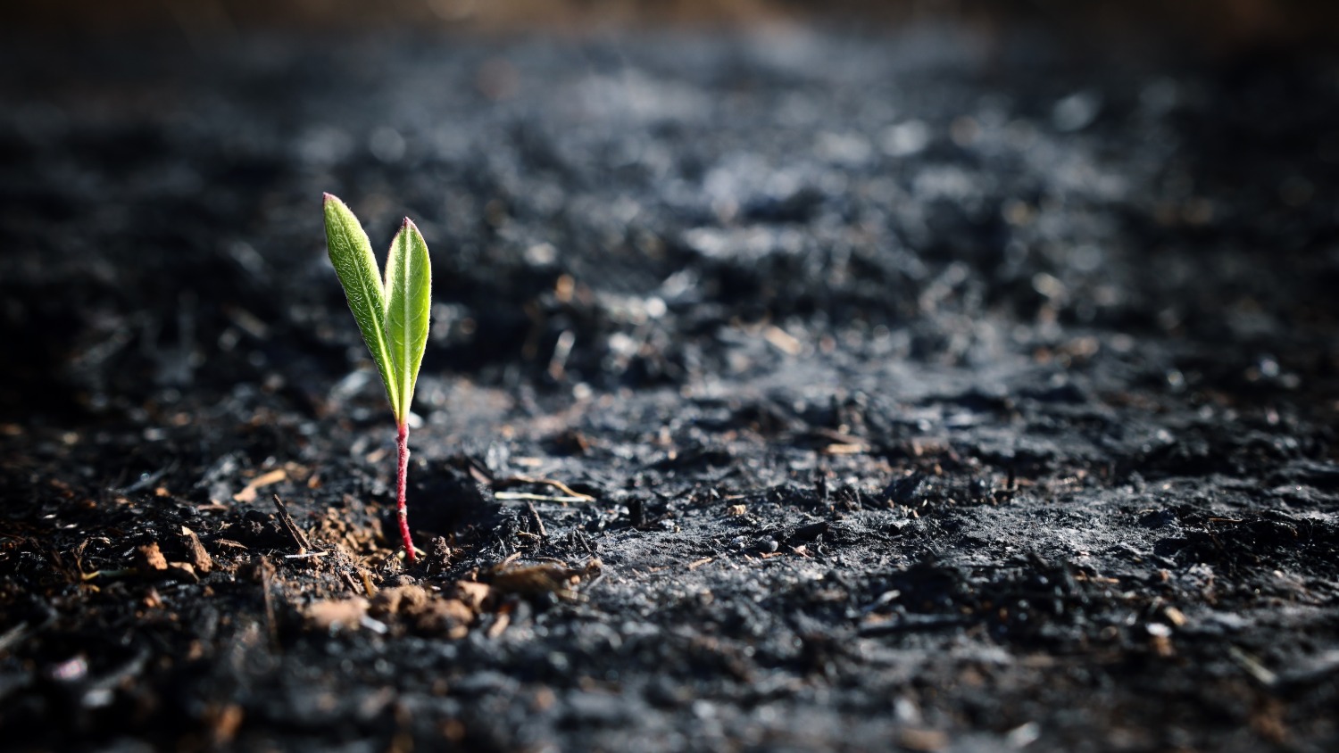 A seed of a green sprout grows in scorched soil.