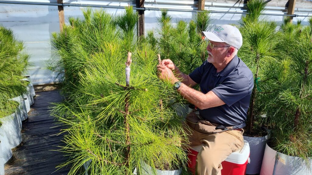 A man wearing a white hat, navy blue polo and khaki pants attaches a small pine branch onto another tree.