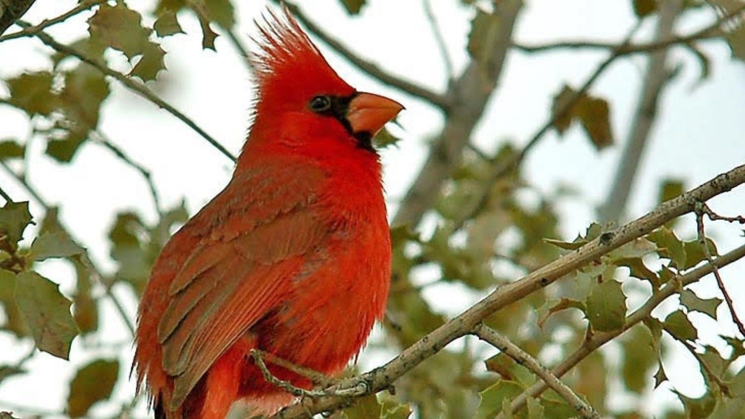Cardinal on Tree - Noise and Light Pollution Impact Songbird Reproduction - Parks, Recreation and Tourism Management at NC State University
