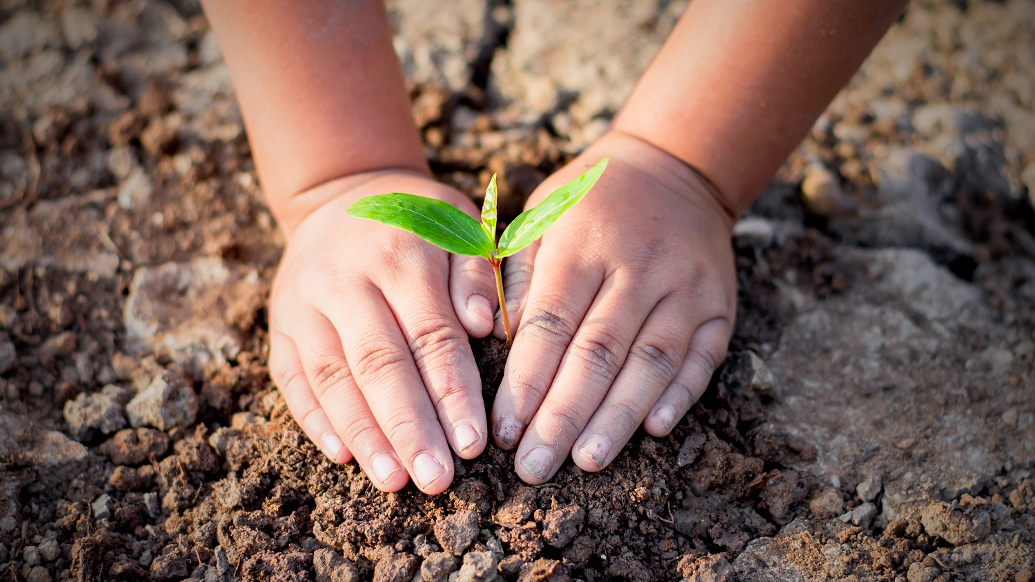 Child Planting Seedling - Fall 2021: Children and Nature - Parks, Recreation and Tourism Management at NC State University
