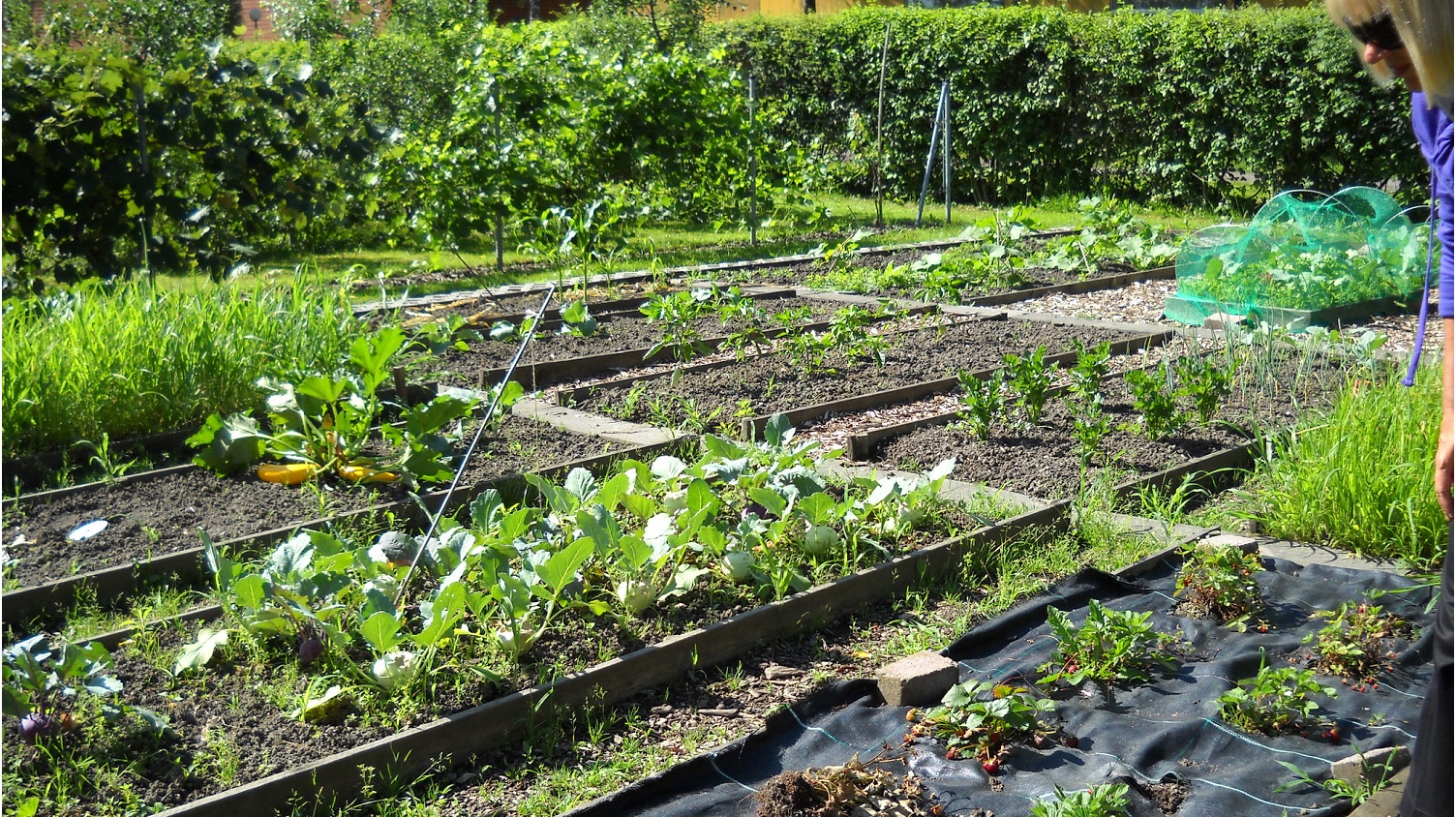 Produce grows in garden boxes - Project for Outdoor Learning Garden Presented to Dillard Drive Elementary School - Parks Recreation and Tourism Management NC State University