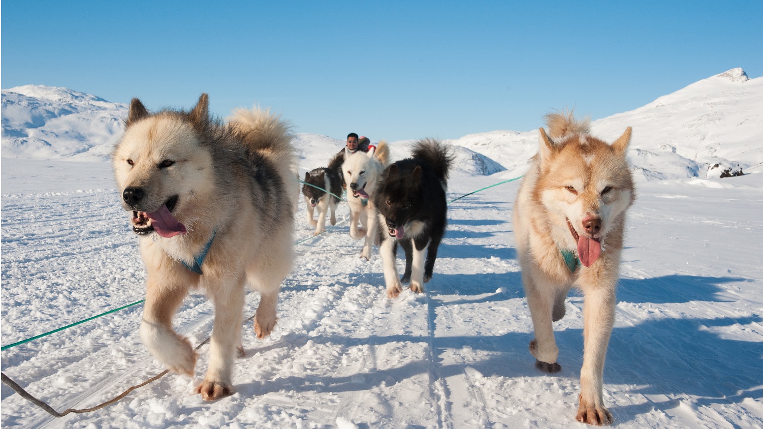 Musher with huskies on snowy trail - PRTM Host Timely Seminar on Transformative Tourism - Dale, Charlynne and Vonda - LeadHERship 2022 Celebrates and Inspires Women in Parks and Recreation - Parks Recreation and Tourism Management NC State University