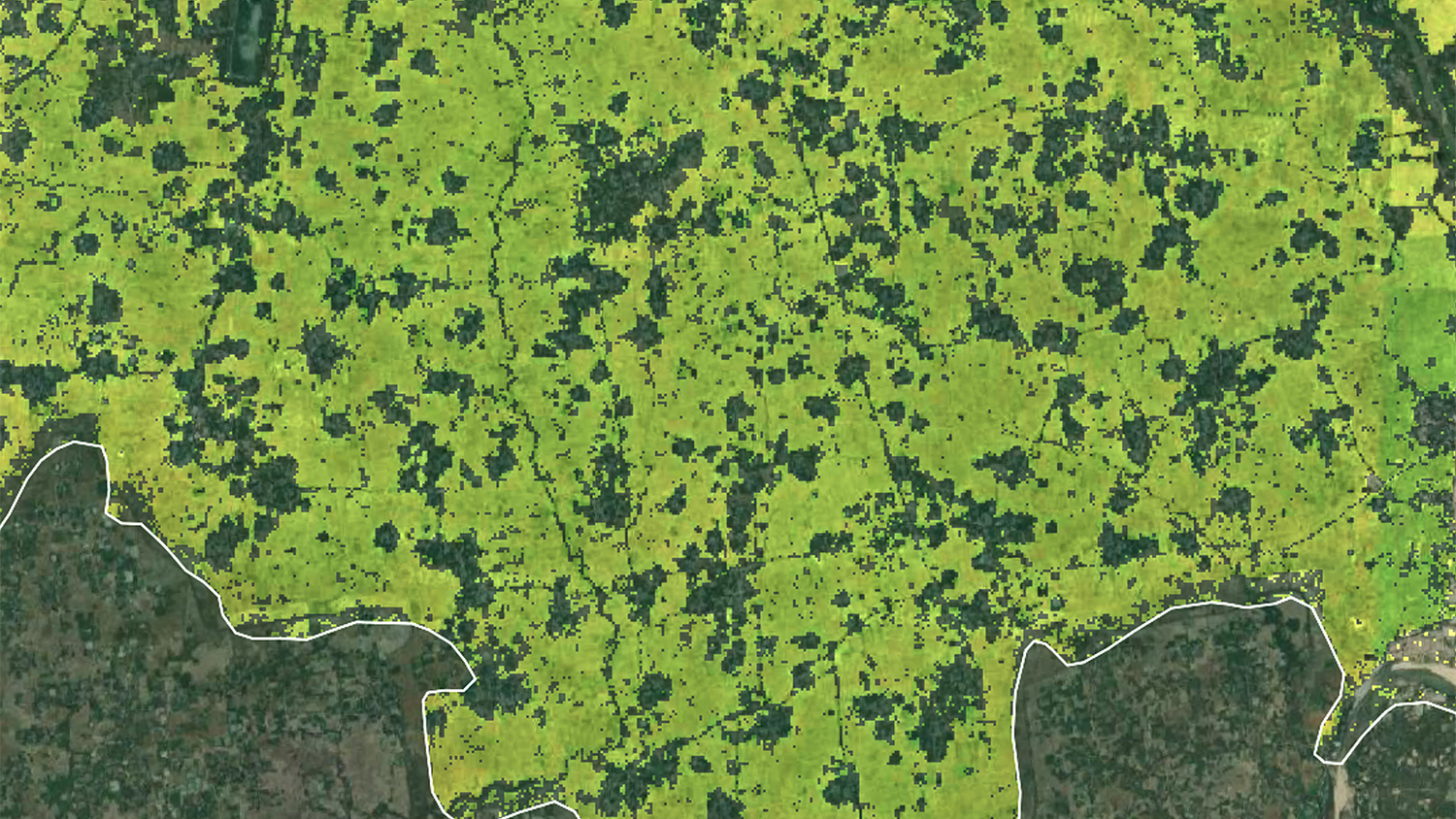 Satellite image of a rice field in Bangladesh. 