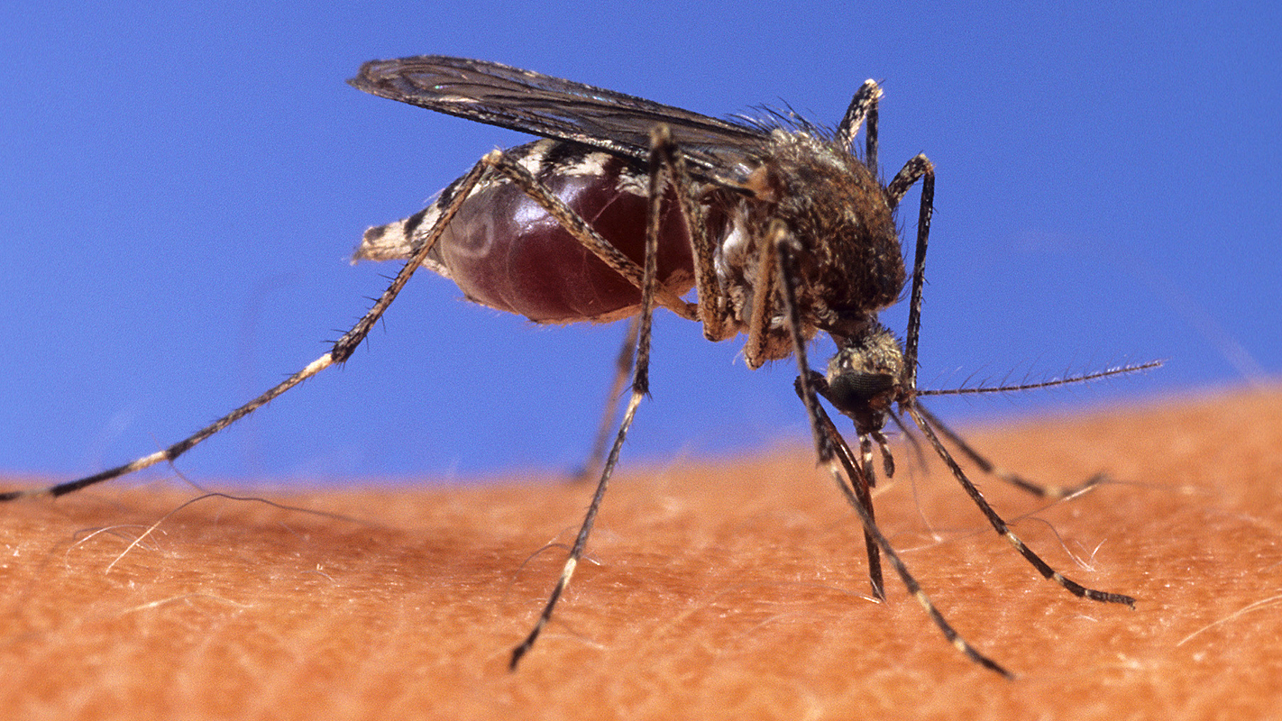 Mosquito on Skin - Keeping Up With Fast-Moving Science of Gene Drives - College of Natural Resources at NC State University
