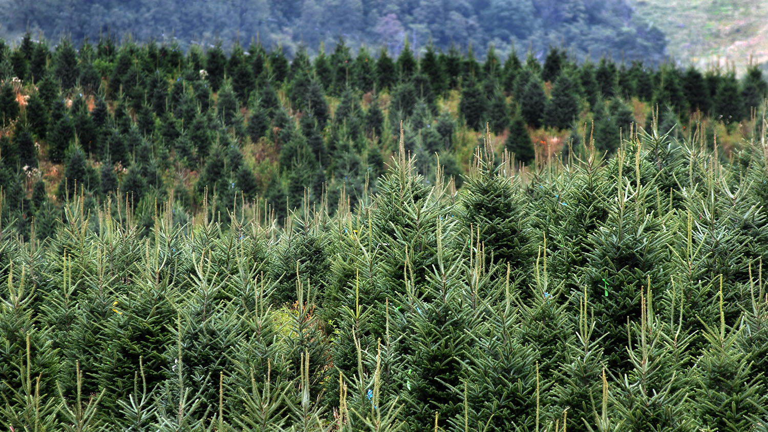 Christmas Trees - Centers and Cooperatives - College of Natural Resources at NC State University