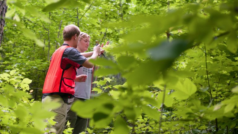 Students working in trees - Forest management - College of Natural Resources at NC State University