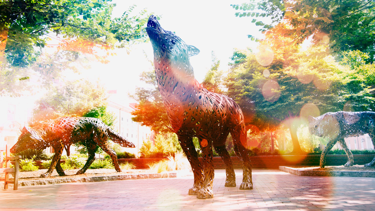 Think and Do the Extraordinary - Copper wolves on campus - Ways to Give - College of Natural Resources NC State University