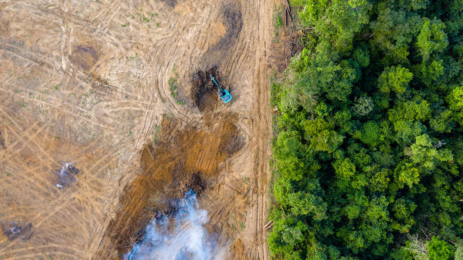 Deforestation - COP26 Deforestation Pledge: A Big Win or Broken Promise? - College of Natural Resources News - NC State University