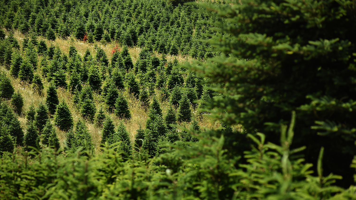 Christmas Tree Farm - Despite Shortage Fears, There Are Enough Real Christmas Trees for Everyone This Year - College of Natural Resources News - NC State University