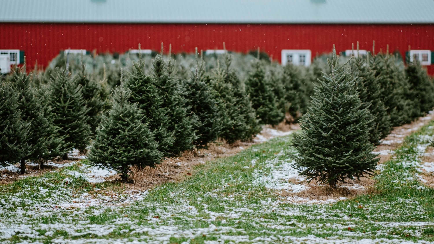 Christmas Tree Farm - Why Christmas Trees Smell Good - College of Natural Resources News - NC State University
