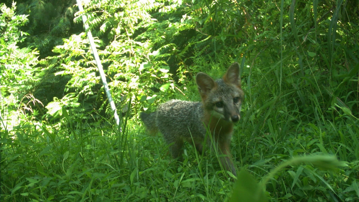 Gray fox - Tree Cover Helps Gray Foxes Coexist With Coyotes in the Country - College of Natural Resources News NC State University