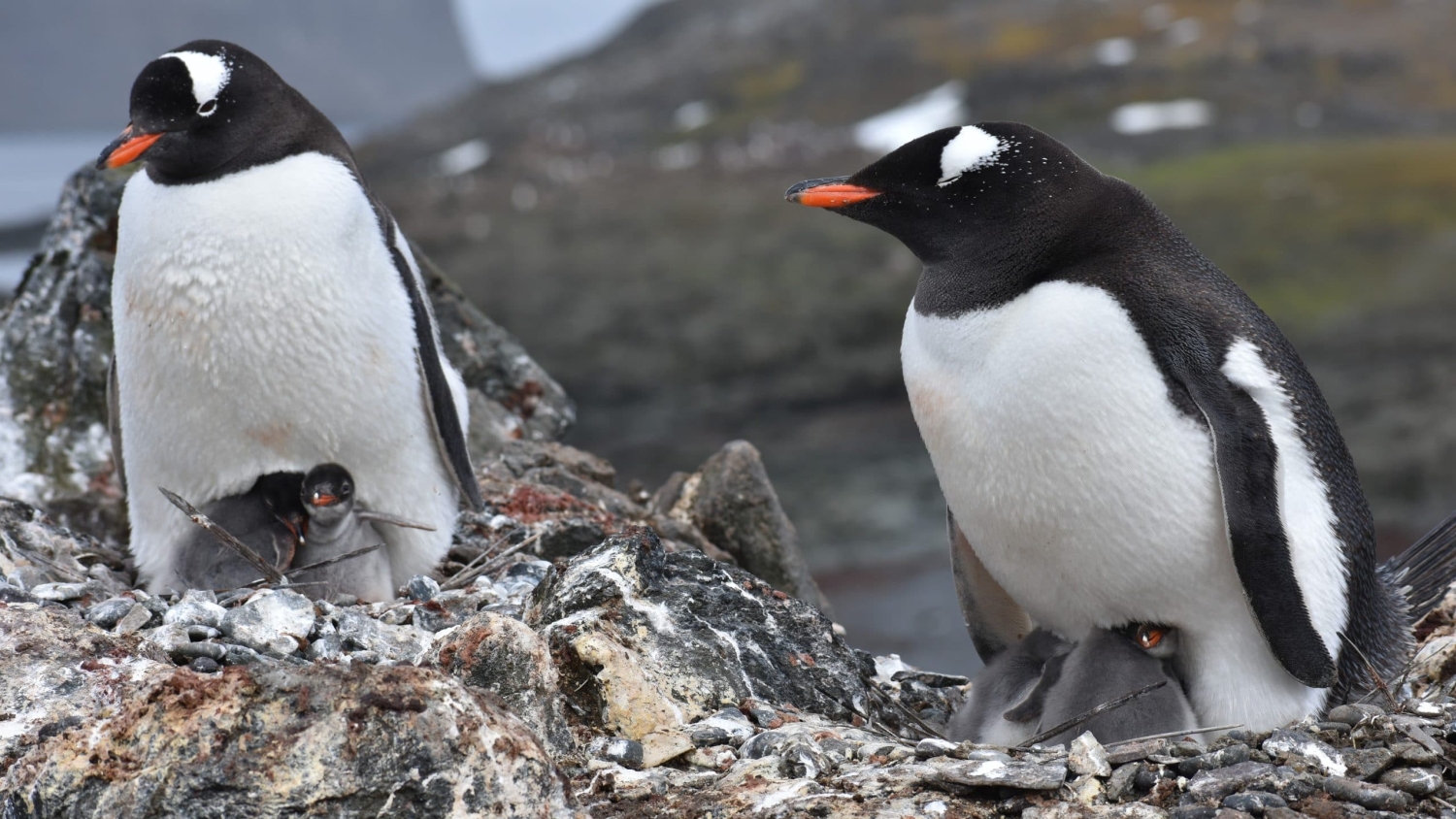 Penguins in Antarctica - Some See Antarctica as ‘Last Chance’ Destination; for Others, It’s a Backdrop - College of Natural Resources News NC State University