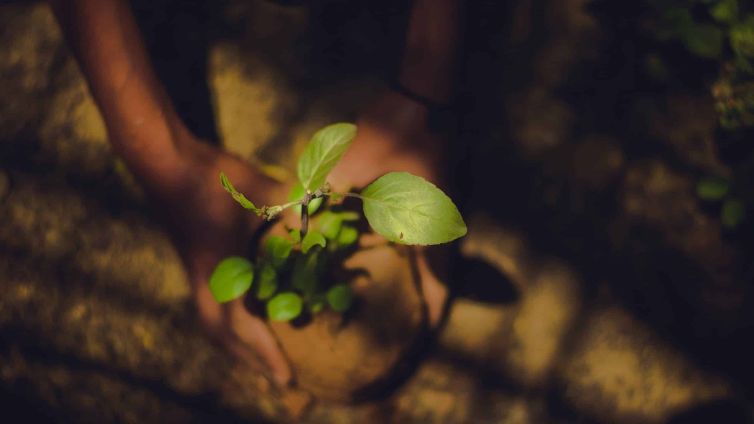 Person holding a plant-College of Natural Resources at NC State University