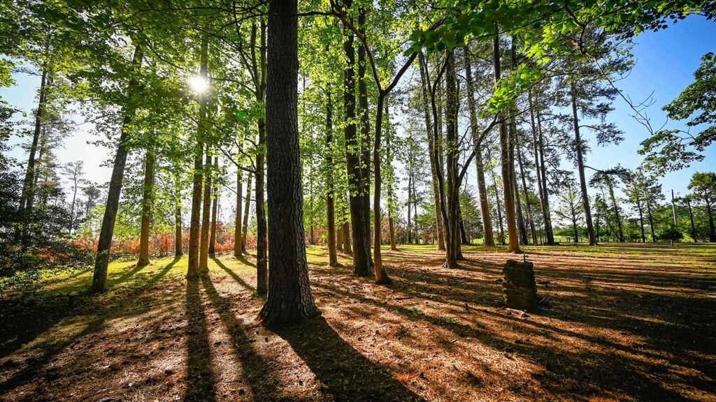 A forest - Forest and Facilities- The Planet is Our Classroom - College of Natural Resources News NC State University
