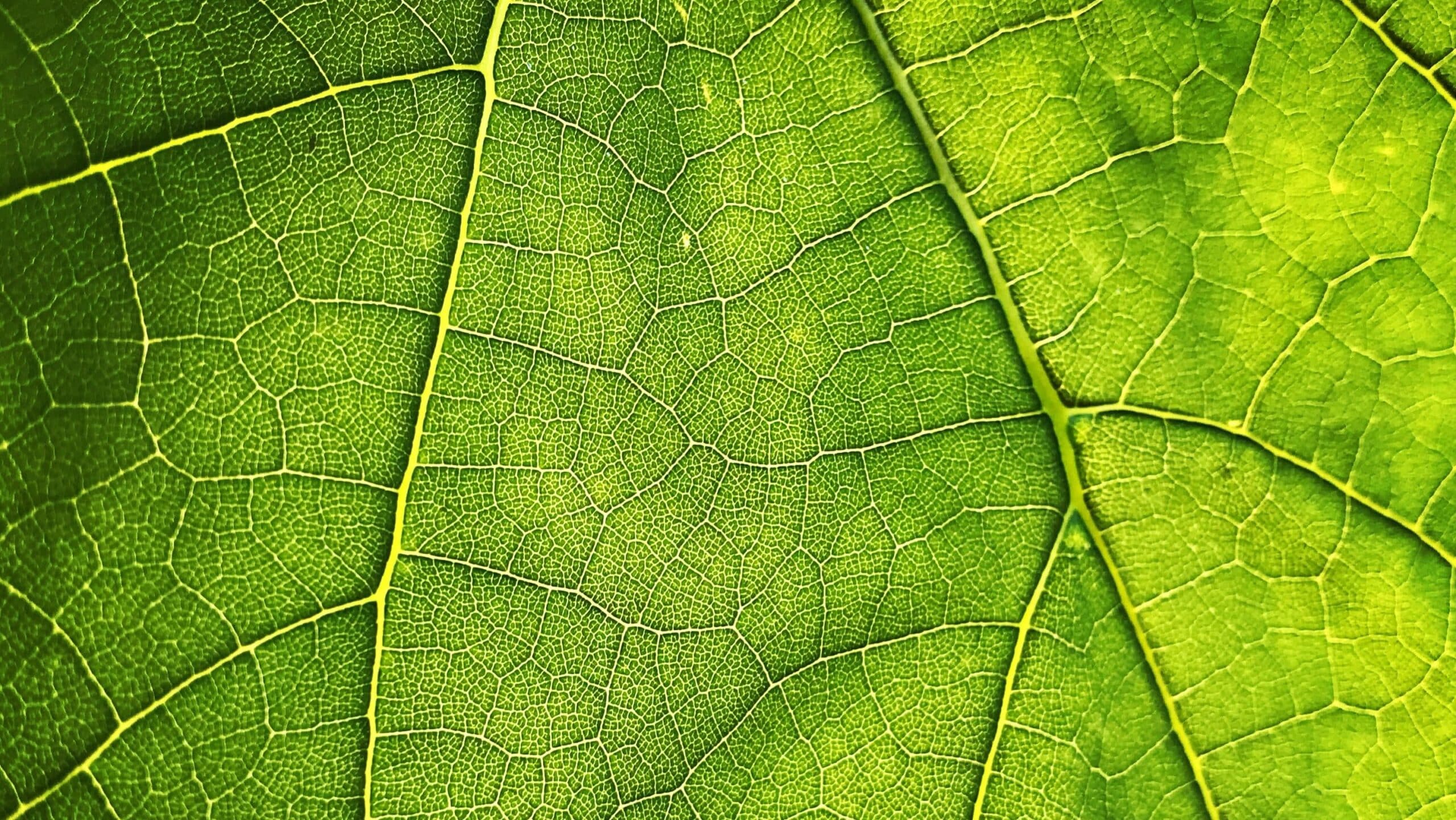 Close-up of a leaf - Scientists Use Satellites To Track Earth 'Greening' Amid Climate Change - College of Natural Resources NC State University