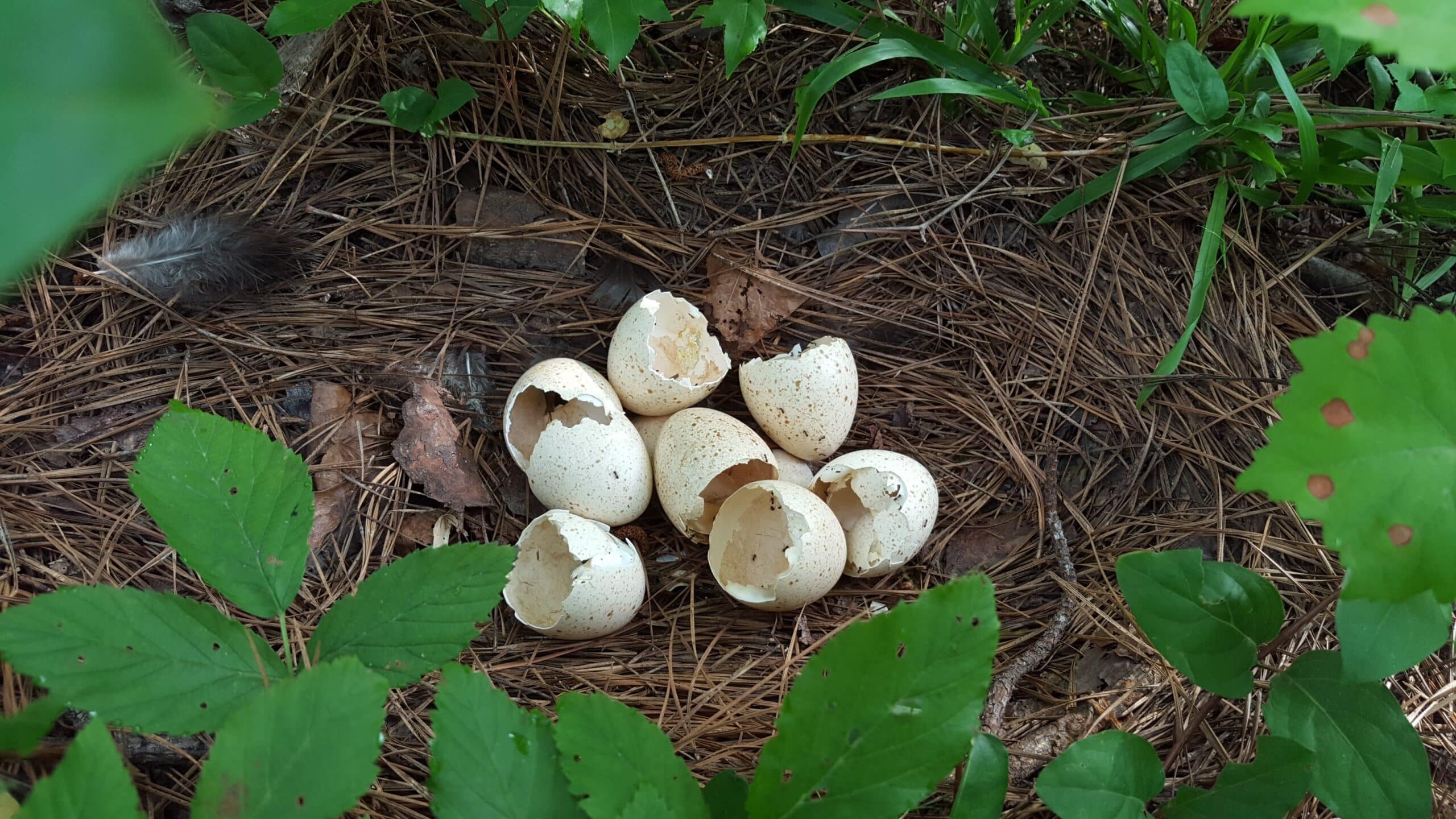 Hatched turkey eggs - Secrets of Wild Turkey Nesting Revealed - College of Natural Resources at NC State University