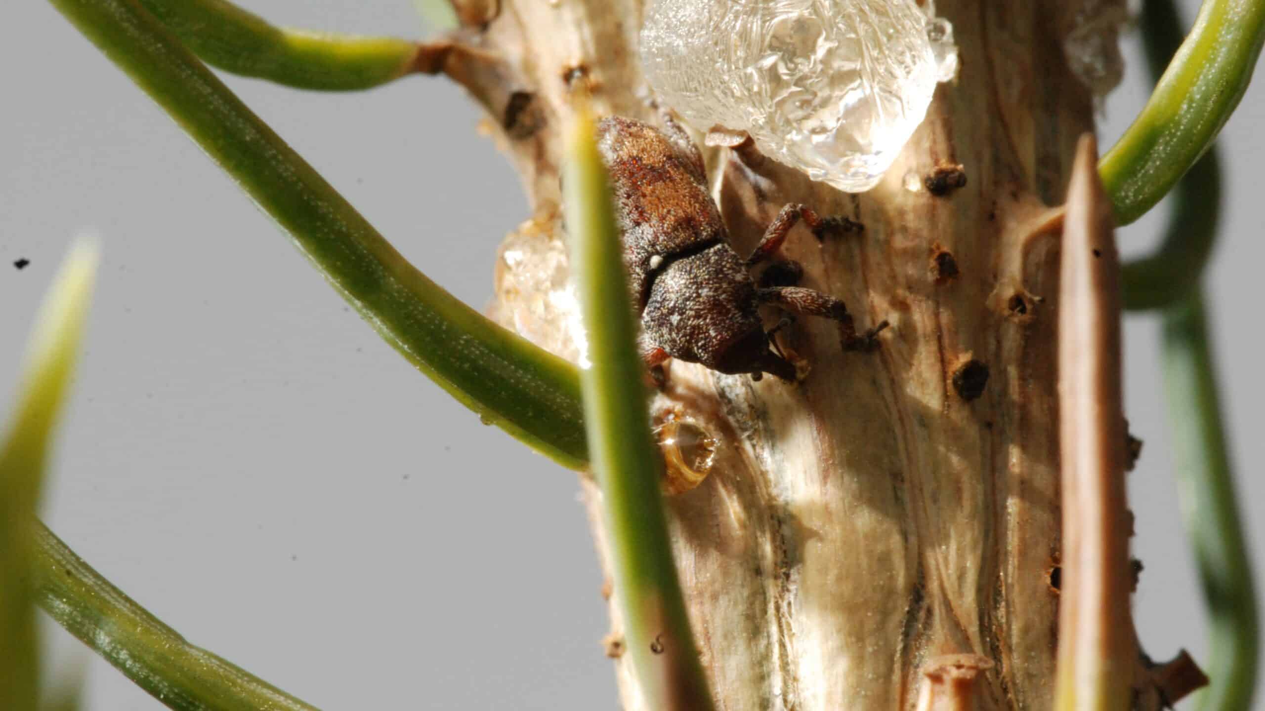 Spruce weevil - Study Reveals How a Tall Spruce Develops Defense Against Hungry Weevils - College of Natural Resources at NC State University
