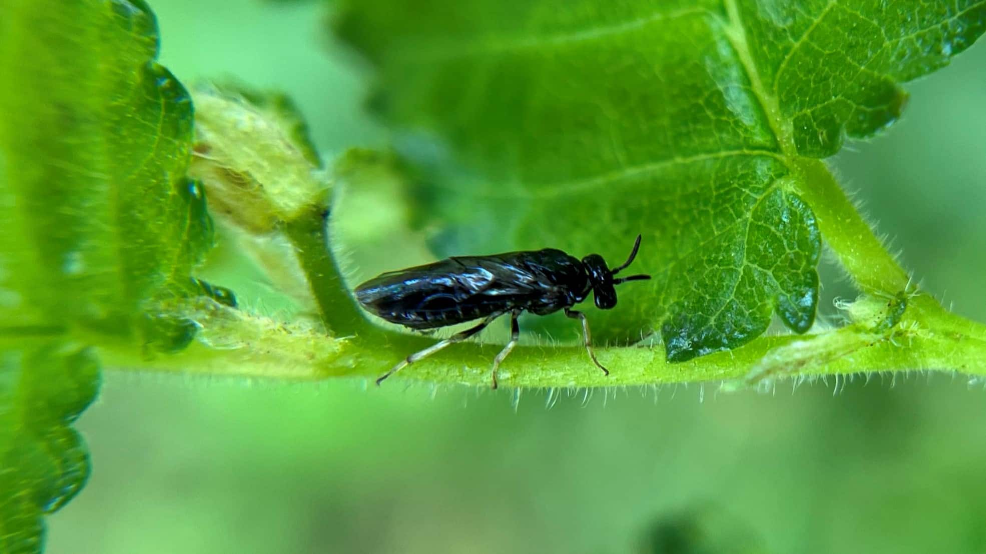 Elm zigzag sawfly - Researchers Tracking New Invasive Insect - College of Natural Resources at NC State University
