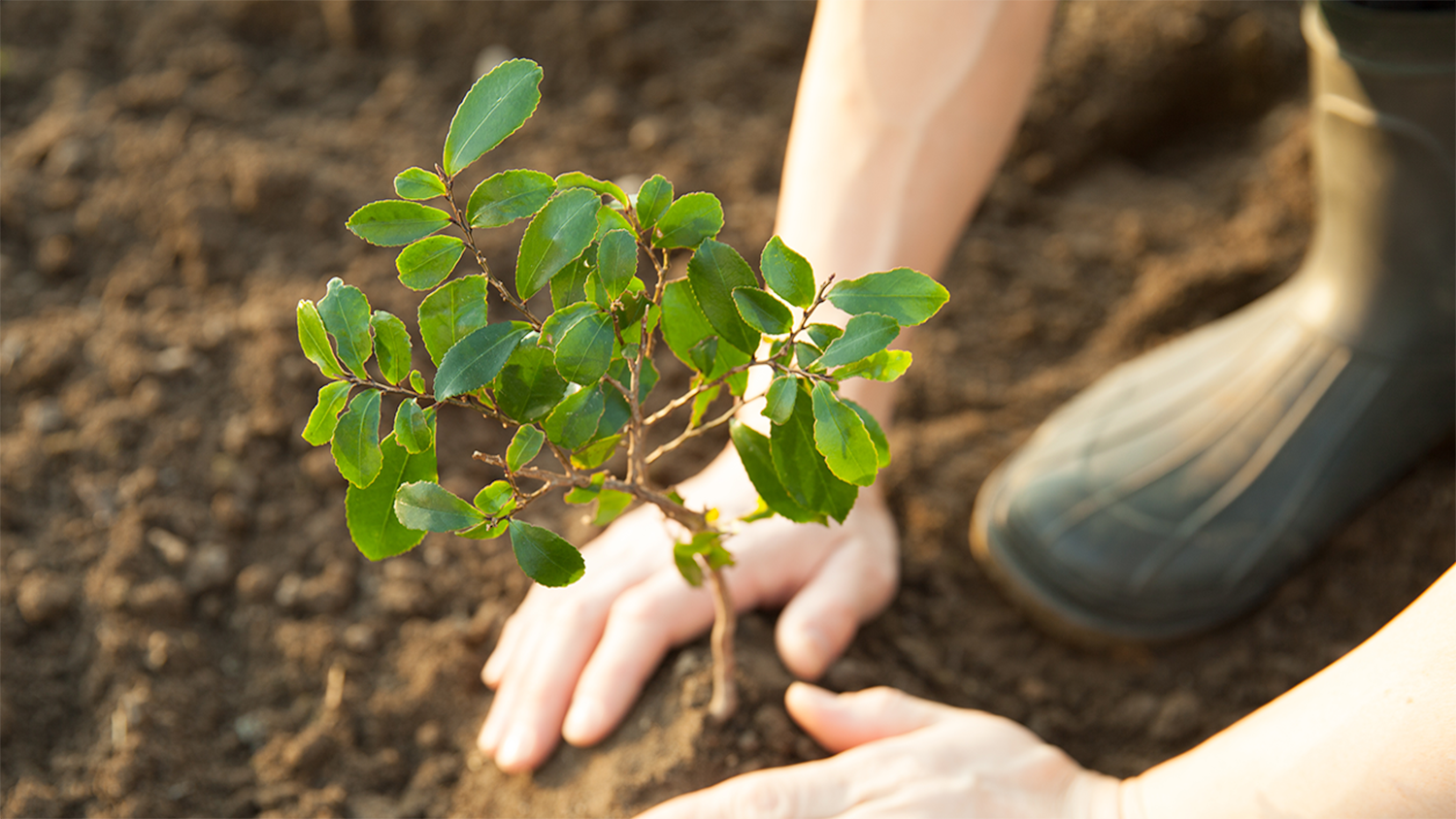 A person plants a young tree into a mound of soil - Urban Tree Planting is Booming, Just Not In Low-Income and Minority Neighborhoods - College of Natural Resources News NC State University