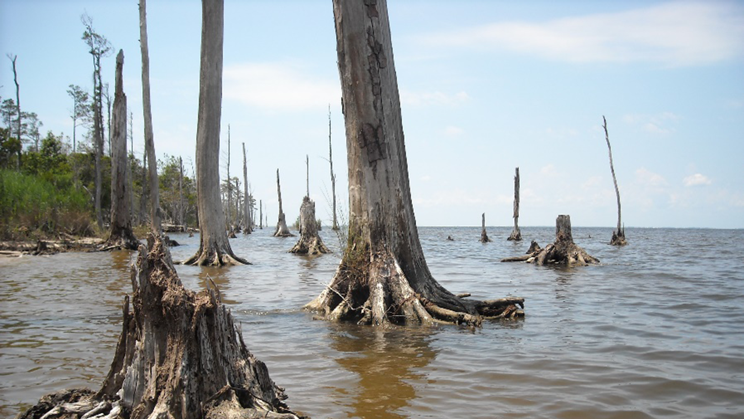 A stand of dead trees and stumps along the coast of North Carolina - Natural Resources Students Raise Awareness of Ghost Forests - College of Natural Resources at NC State University