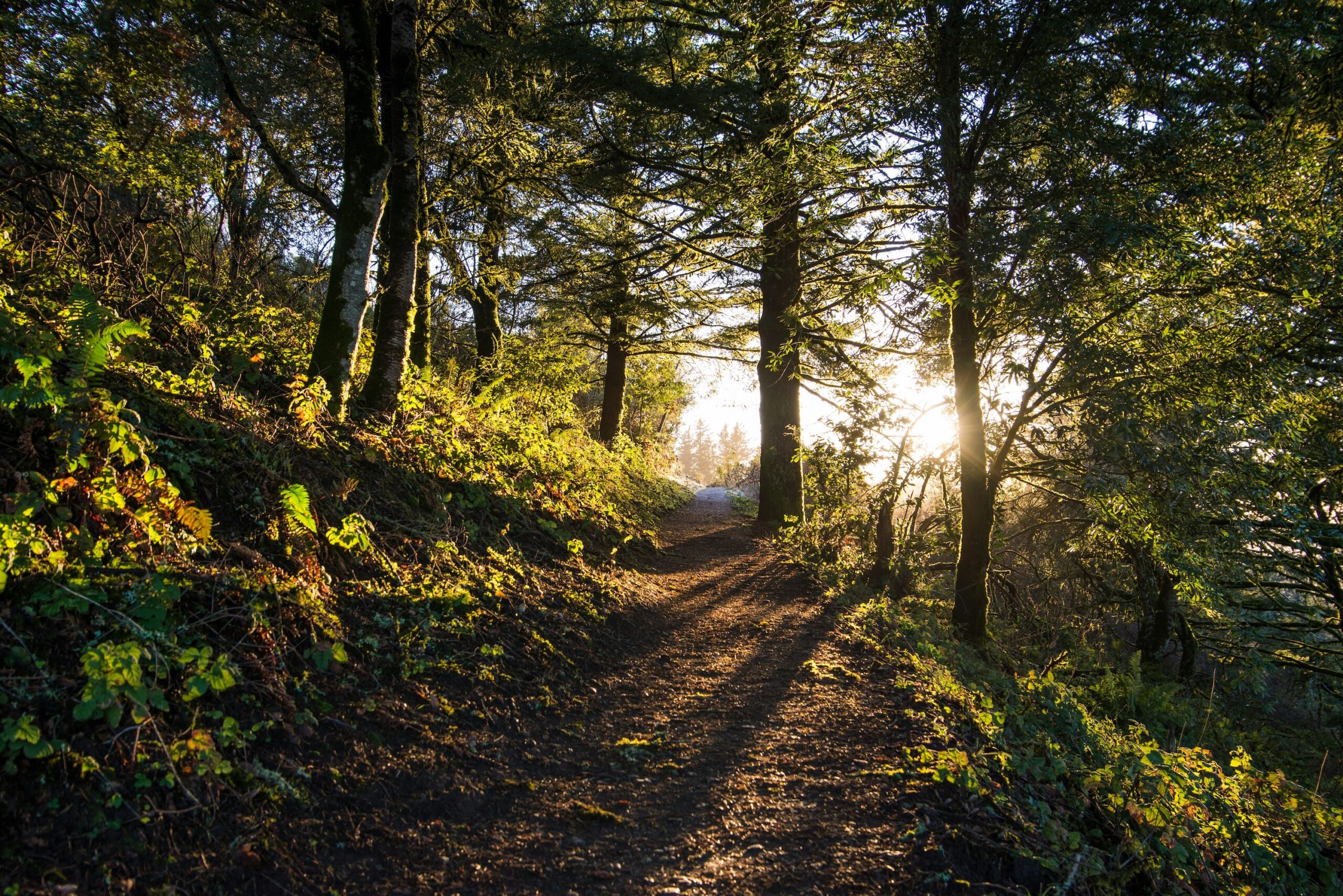 A mountain trail at Windy Hill Open Space Preserve, Portola Valley, United States - A More Diverse, Equitable Future for Natural Resources - College of Natural Resources News NC&#160;State University
