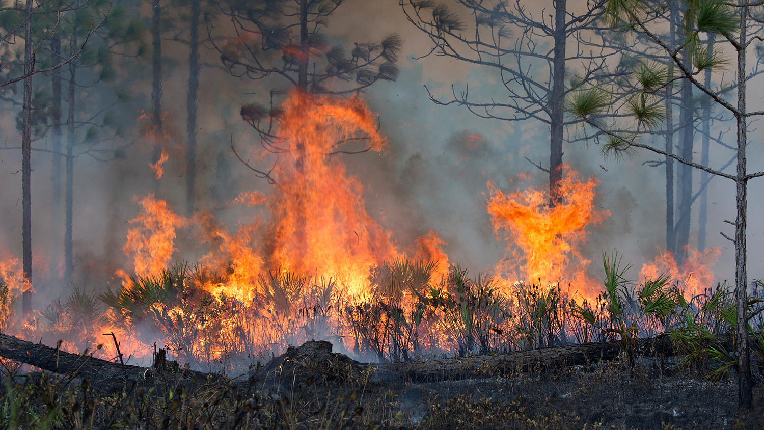 Wide shot of forest fire.