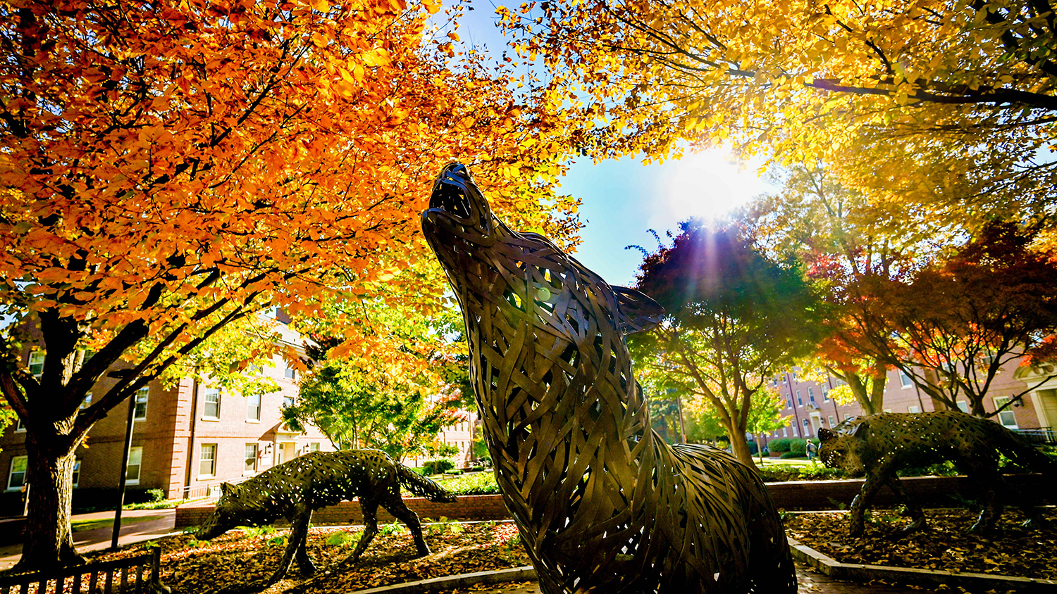 Afternoon sunlight streams through the fall foliage at Wolf Plaza - NC State Announces Launch of Universitywide Climate and Sustainability Academy - College of Natural Resources at NC State University