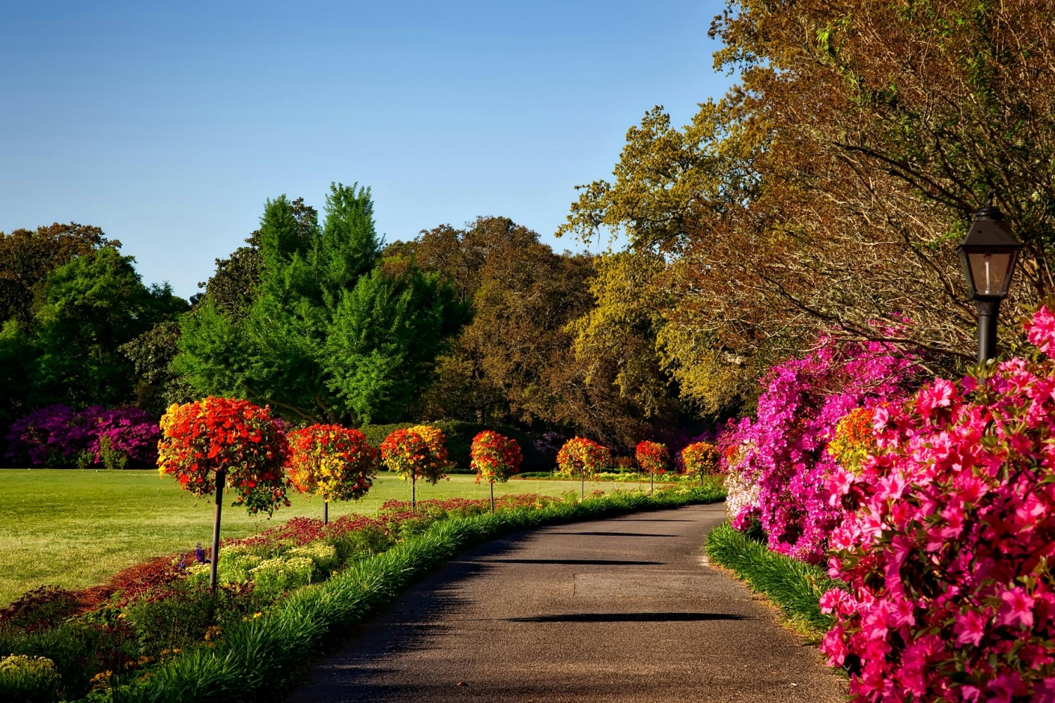 Walkway with trees - "Biodiversity is not a luxury": study explores the connection between wealth and ecosystem health - College of Natural Resources at NC State