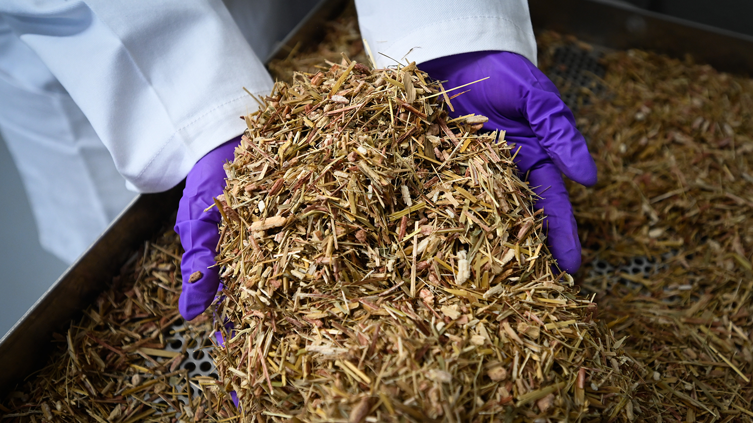 Ground biomass - New Research Program Investigates Carbon Footprint of Fibers to Combat Climate Change - College of Natural Resources News NC State University